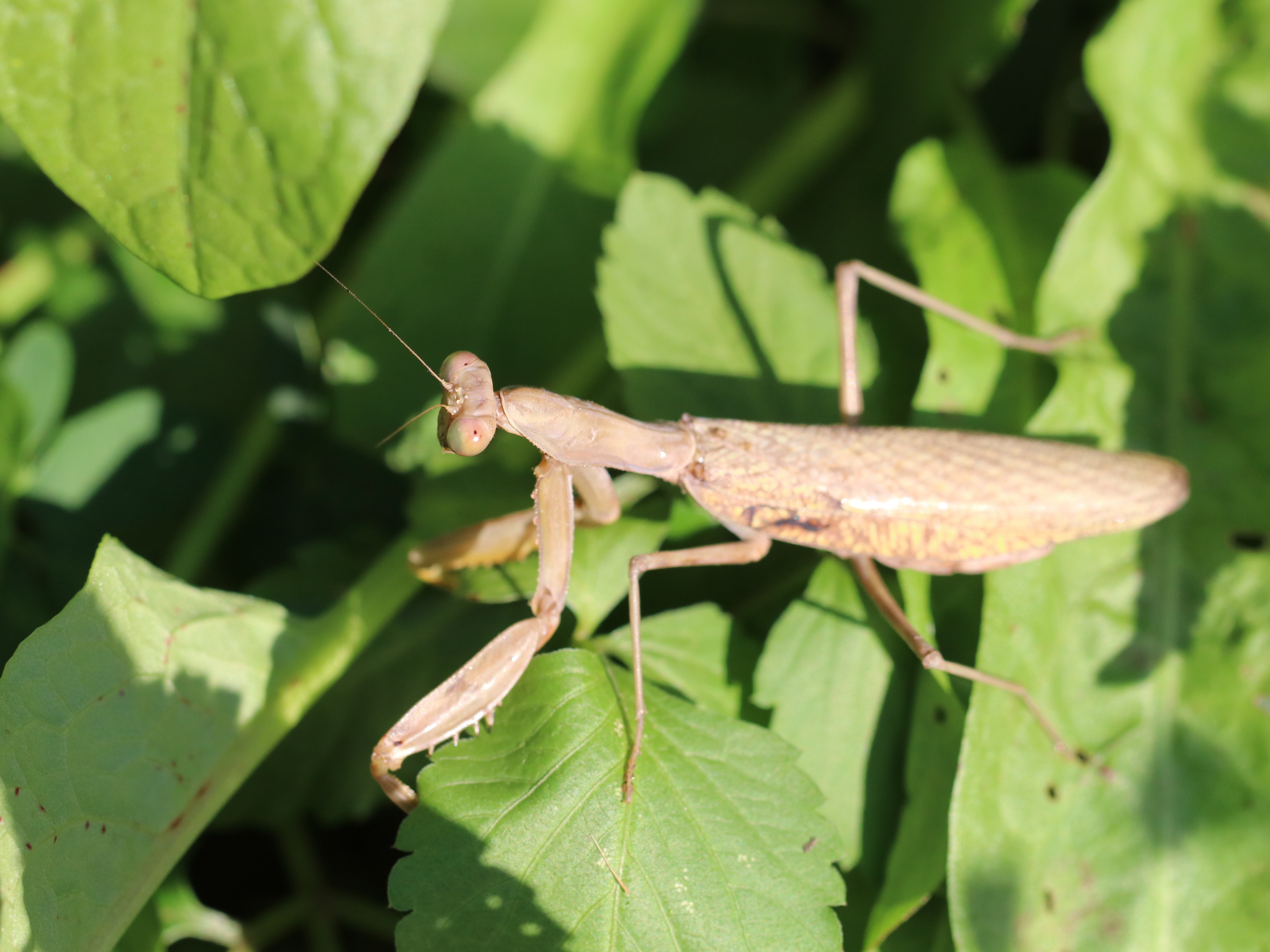 ハラビロカマキリ5